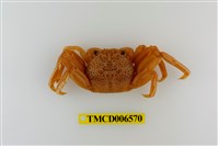 藏品(鱗形斜紋蟹)的圖片